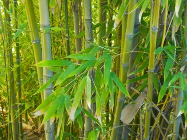 Fotografia intitolato "Bamboo" da Troy Wilson-Ripsom, Opera d'arte originale, Fotografia digitale