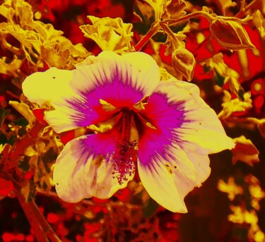 Digitale Kunst getiteld "Flower of Light and…" door Troy Wilson-Ripsom, Origineel Kunstwerk, Gemanipuleerde fotografie