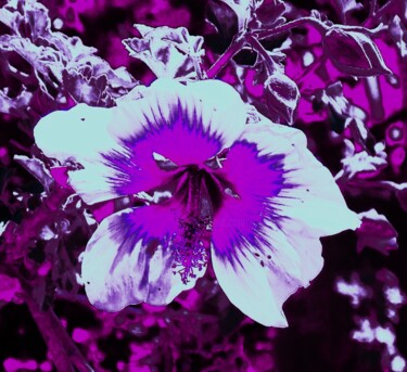 Arte digitale intitolato "Purple Abstraction…" da Troy Wilson-Ripsom, Opera d'arte originale, Fotografia manipolata