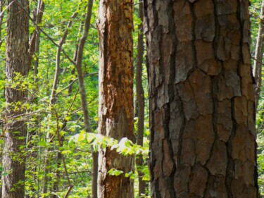 Fotografie mit dem Titel "Forest Diversity" von Troy Wilson-Ripsom, Original-Kunstwerk, Digitale Fotografie