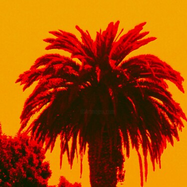 Digitale Kunst getiteld "Tequila Sunrise Palm" door Troy Wilson-Ripsom, Origineel Kunstwerk, Gemanipuleerde fotografie