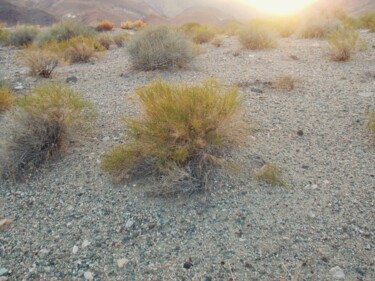 Fotografía titulada "Nevada Desert Flora" por Troy Wilson-Ripsom, Obra de arte original, Fotografía digital
