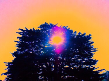 Digitale Kunst mit dem Titel "Cypress Sunburst Si…" von Troy Wilson-Ripsom, Original-Kunstwerk, Manipulierte Fotografie