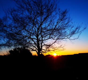 Фотография под названием "Winter Tree Dawn 20…" - Troy Wilson-Ripsom, Подлинное произведение искусства, Цифровая фотография