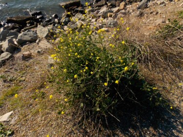 Fotografie mit dem Titel "Yellow Flowers on t…" von Troy Wilson-Ripsom, Original-Kunstwerk, Digitale Fotografie