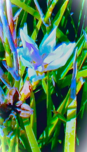 Digitale Kunst getiteld "Soft Petals" door Troy Wilson-Ripsom, Origineel Kunstwerk, Gemanipuleerde fotografie