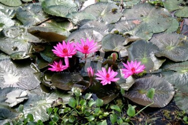 Fotografia intitolato "fiori di loto" da Gian Piero Trucco, Opera d'arte originale