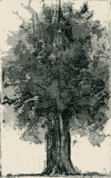 Tekening getiteld ""Baum"" door Galerie Jean-Luc Turlure, Origineel Kunstwerk, Anders