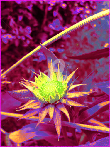 Arts numériques intitulée "fleur qui pique" par Ty80, Œuvre d'art originale, Photo montage