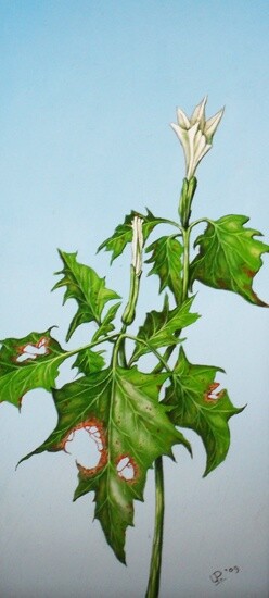 Schilderij getiteld "little plant surviv…" door Uko Post, Origineel Kunstwerk, Anders