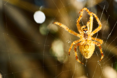 Fotografie mit dem Titel "Spider in my garden" von Ulli Heupel, Original-Kunstwerk