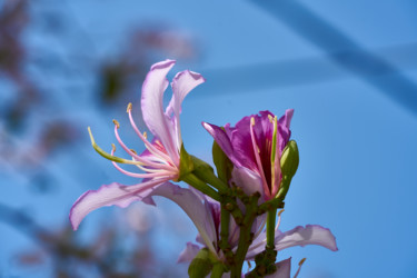 Photography titled "Bauhinia purpurea" by Ulli Heupel, Original Artwork