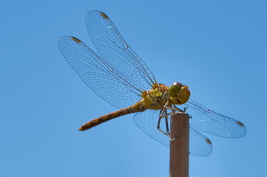 Fotografie mit dem Titel "Dragonfly 2" von Ulli Heupel, Original-Kunstwerk