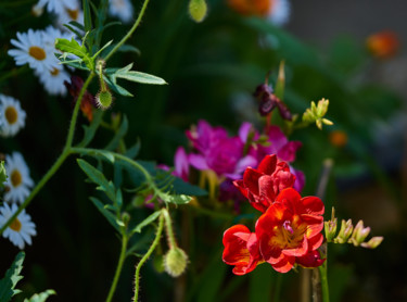 Photographie intitulée "Flowers & Colours" par Ulli Heupel, Œuvre d'art originale, Photographie numérique