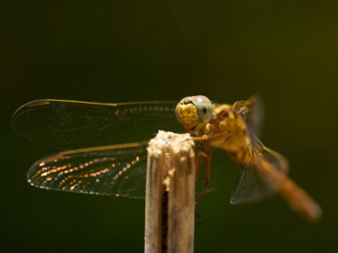 Fotografie mit dem Titel "Dragonfly II" von Ulli Heupel, Original-Kunstwerk, Digitale Fotografie