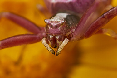 "Spider" başlıklı Fotoğraf Ulli Heupel tarafından, Orijinal sanat, Dijital Fotoğrafçılık