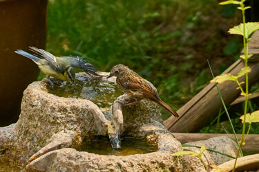 Fotografia zatytułowany „Baden” autorstwa Ulli Heupel, Oryginalna praca, Fotografia cyfrowa