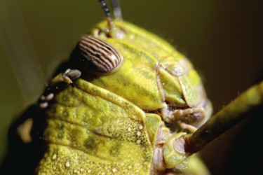 Photographie intitulée "Animal Pics XVI" par Ulli Heupel, Œuvre d'art originale, Autre