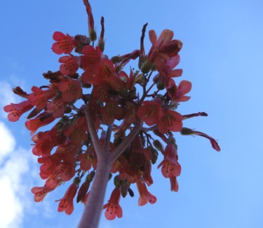 Fotografie mit dem Titel "Floral Pics LIV" von Ulli Heupel, Original-Kunstwerk