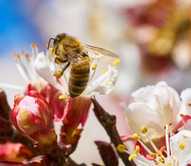 Fotografie mit dem Titel "Bee on apricot blos…" von Ulli Heupel, Original-Kunstwerk