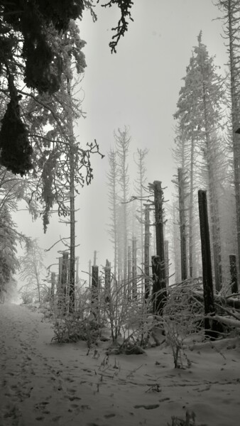 Photographie intitulée "misty moments in th…" par Ulrich Ernst Nievergelt, Œuvre d'art originale, Photographie numérique