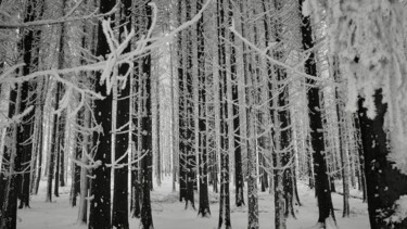 Fotografia intitolato "deep forest" da Ulrich Ernst Nievergelt, Opera d'arte originale, Fotografia digitale