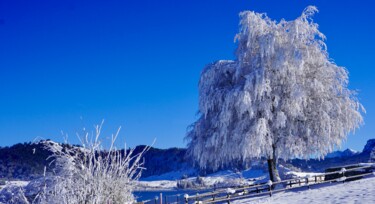 Photography titled "Winterwonderland" by Ulrich Ernst Nievergelt, Original Artwork, Digital Photography
