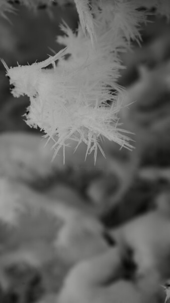 Photography titled "freezing wood" by Ulrich Ernst Nievergelt, Original Artwork, Digital Photography