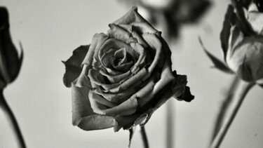 Fotografie getiteld "Rose, Rose, Rose, R…" door Ulrich Ernst Nievergelt, Origineel Kunstwerk, Digitale fotografie