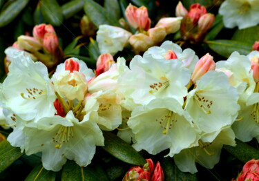 Photographie intitulée "Rhododendron China" par Ulrike Kröll, Œuvre d'art originale, Photographie manipulée