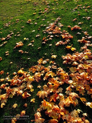 Photographie intitulée "Canadian Autumn" par Umberto Pato, Œuvre d'art originale