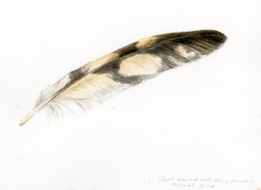 Картина под названием "Short-eared owl pri…" - Una Hurst, Подлинное произведение искусства, Акварель