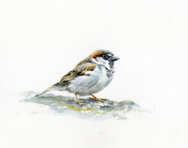 Malerei mit dem Titel "House sparrow" von Una Hurst, Original-Kunstwerk, Aquarell