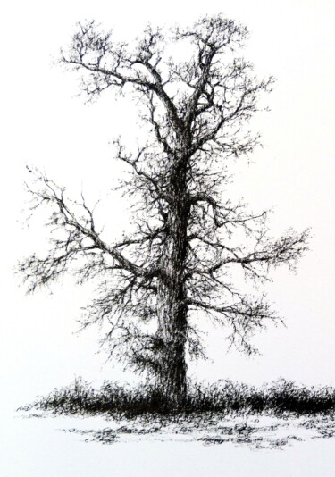 Rysunek zatytułowany „arbre en hiver” autorstwa Unknown Artist, Oryginalna praca, Atrament