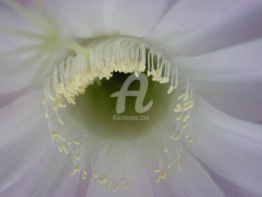 Photography titled "one day flower" by Ursula Daeppen (La Orsa), Original Artwork, Non Manipulated Photography