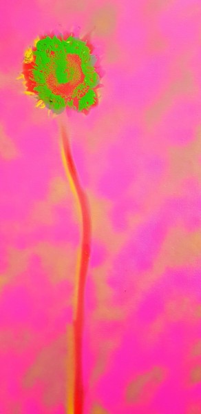 Peinture intitulée "Sunflower on Red" par Ursula Knorr, Œuvre d'art originale, Bombe aérosol