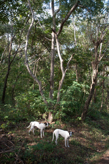 Photographie intitulée "dogs.jpg" par Federico Tovoli, Œuvre d'art originale, Autre