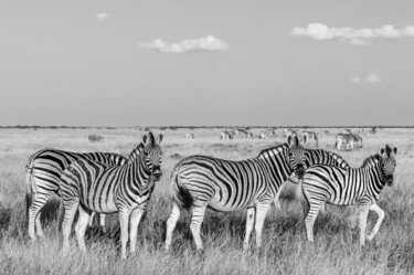 Fotografie getiteld "Zebras-1786-SW" door Uwe Bauch, Origineel Kunstwerk, Digitale fotografie