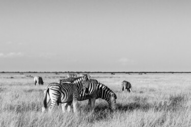 Fotografia intitulada "Zebras-1787-SW" por Uwe Bauch, Obras de arte originais, Fotografia digital