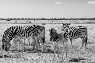 Fotografie mit dem Titel "Zebras-2052-SW" von Uwe Bauch, Original-Kunstwerk, Digitale Fotografie
