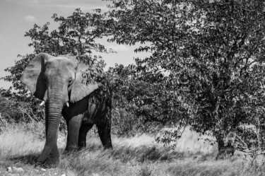 Photography titled "Elefant-2053-SW" by Uwe Bauch, Original Artwork, Digital Photography