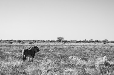 Fotografía titulada "Lion-2625-SW" por Uwe Bauch, Obra de arte original, Fotografía digital