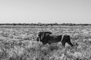 Fotografia intitulada "Lion-26633-SW" por Uwe Bauch, Obras de arte originais, Fotografia digital