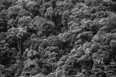 Fotografía titulada "Tropical Rainforest…" por Uwe Bauch, Obra de arte original, Fotografía digital
