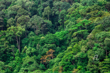 Photographie intitulée "Tropical Rainforest…" par Uwe Bauch, Œuvre d'art originale, Photographie numérique