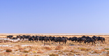 Photographie intitulée "Blue Wildebeest" par Uwe Bauch, Œuvre d'art originale, Photographie numérique