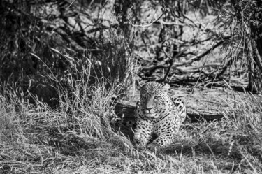 Fotografia intitulada "Leopard-4309-SW" por Uwe Bauch, Obras de arte originais, Fotografia digital