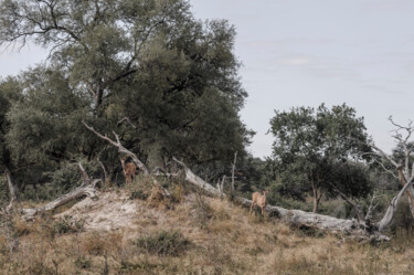 Photographie intitulée "Wildlife-3372-2" par Uwe Bauch, Œuvre d'art originale, Photographie numérique