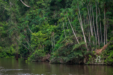 Fotografie getiteld "Amazonia-8253" door Uwe Bauch, Origineel Kunstwerk, Digitale fotografie