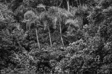 Fotografía titulada "Amazonia-8210-SW" por Uwe Bauch, Obra de arte original, Fotografía digital
